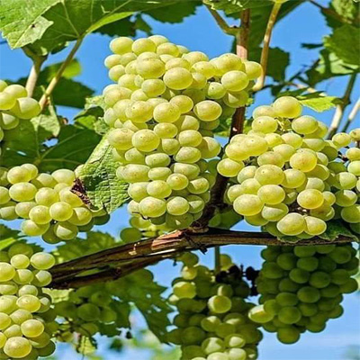 Grapes