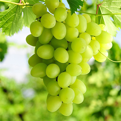 Grapes