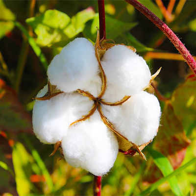 Cotton